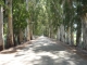 Alte Eukalyptus-Allee